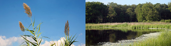 Images of reed bed plantations